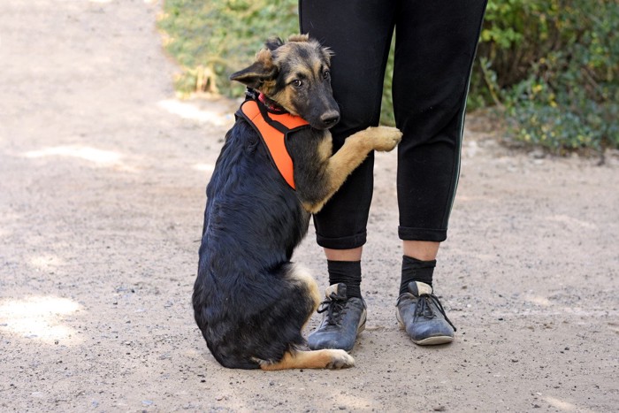 怖がって飼い主の足にしがみつく犬