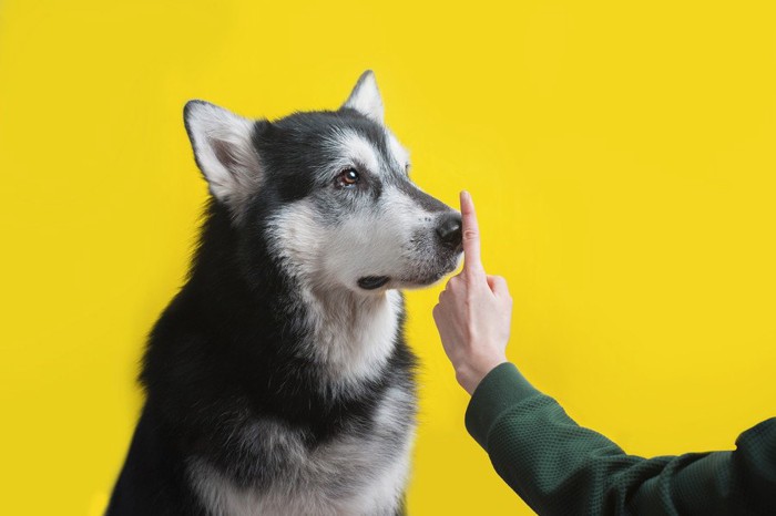 しつけ中の犬