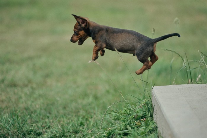 台から芝生へジャンプする子犬