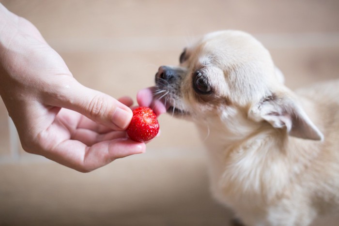 いちごと犬