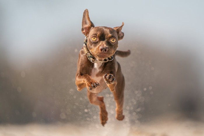 飛ぶ犬