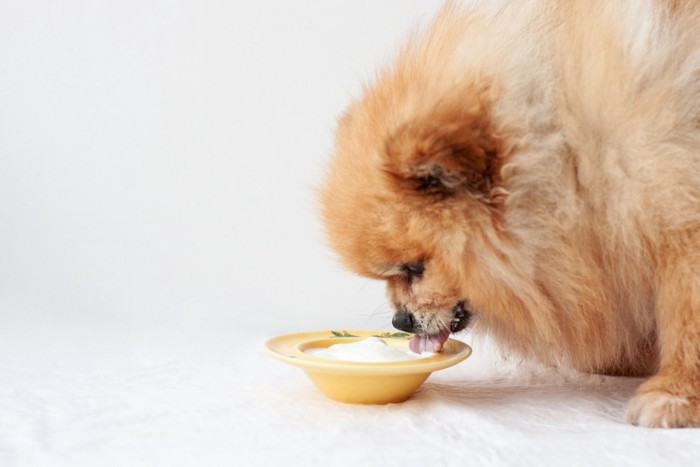 ヨーグルトを食べる犬