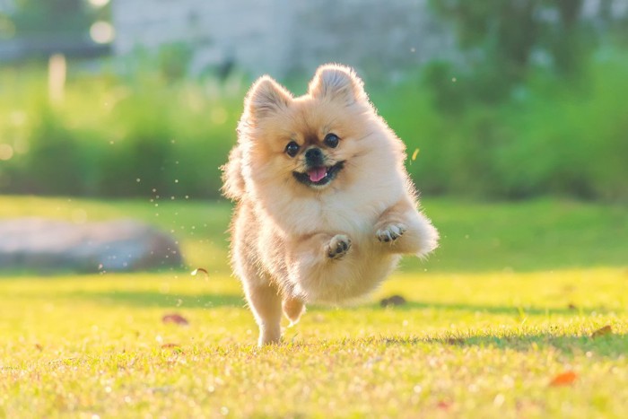 初めてでも愛犬とドッグランを楽しむコツ