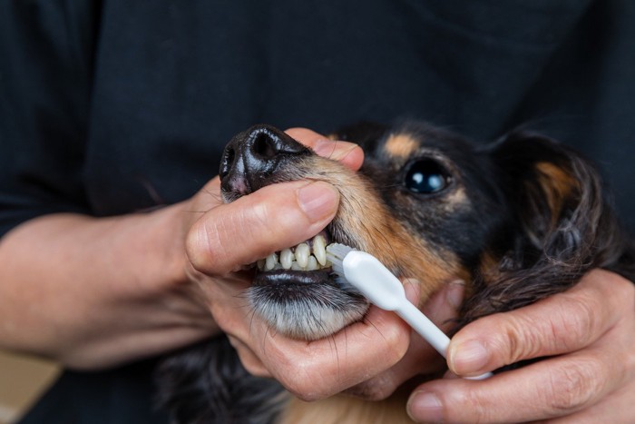 歯磨きされている犬