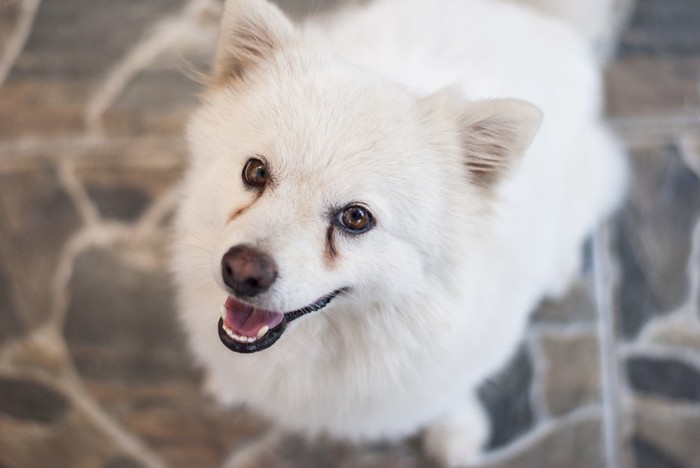 涙やけしている犬