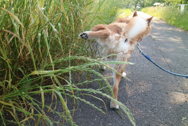 草むら マーキングする柴犬