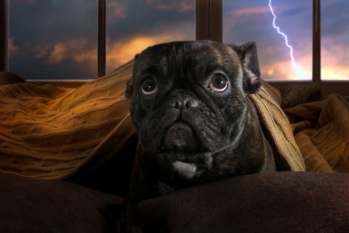 雷に怯える犬