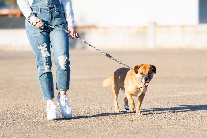 飼い主の女性と散歩する犬
