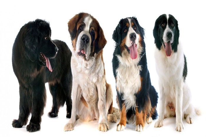 4頭の超大型犬