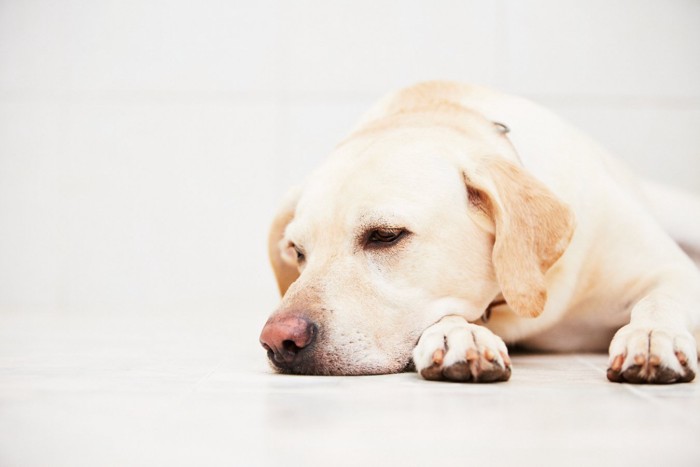 嫌そうな表情で視線を逸らす犬