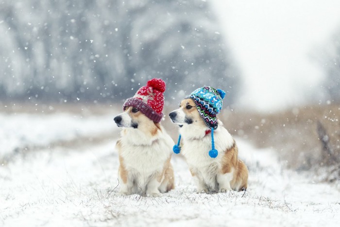 雪の散歩