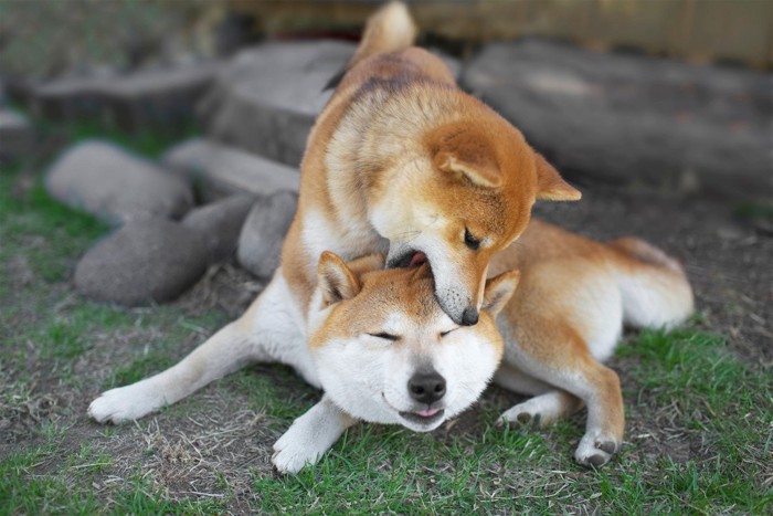 柴犬の頭をくわえる柴犬