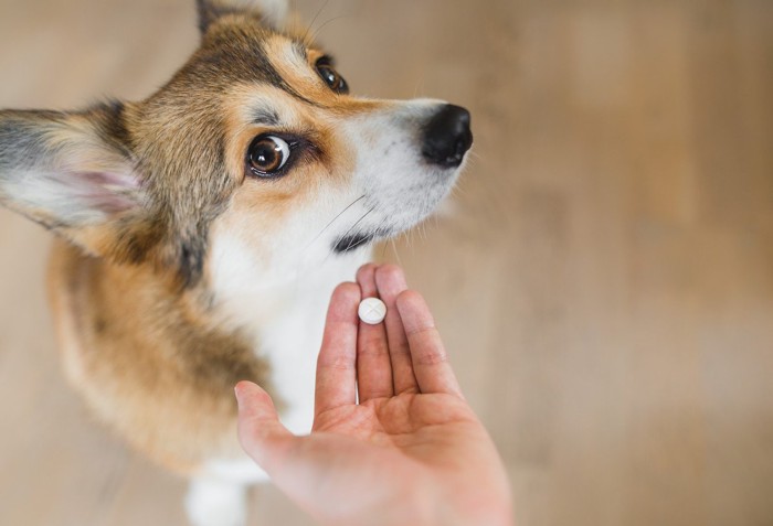 薬に顔をそむける犬