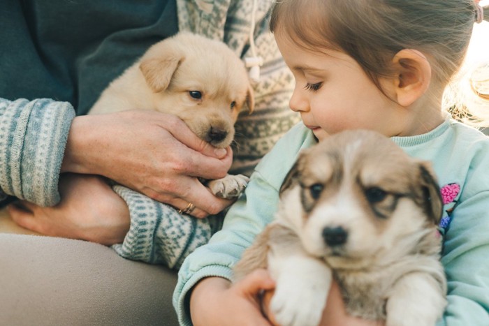 2匹の子犬と子供と大人