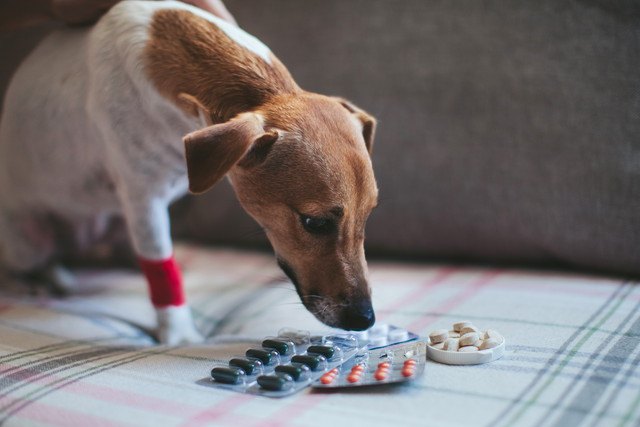 犬とお薬