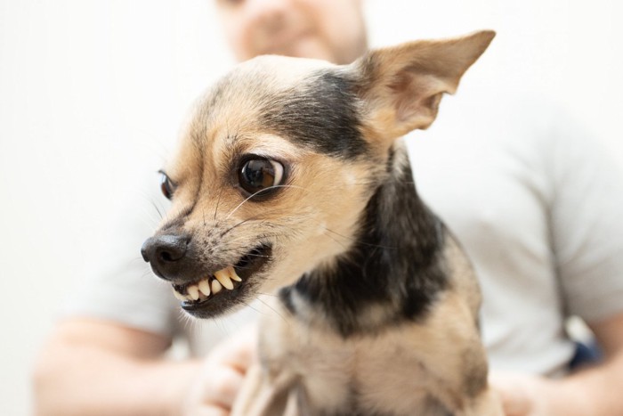 歯を剥き出している小型犬