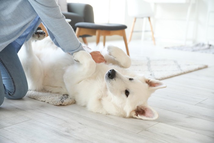 マッサージされる白い犬