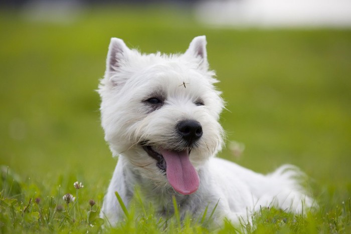 眉間に小さな虫がついている犬