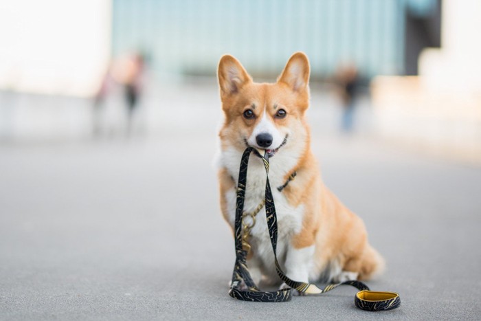 リードをつけずに加えて笑顔の犬