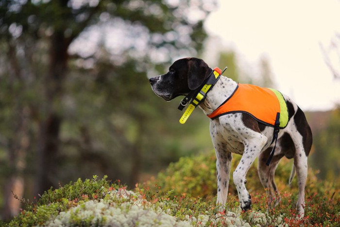 発信機をつけた犬、イングリッシュポインター