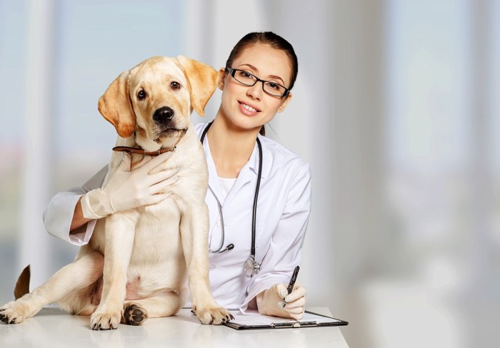 女医と犬