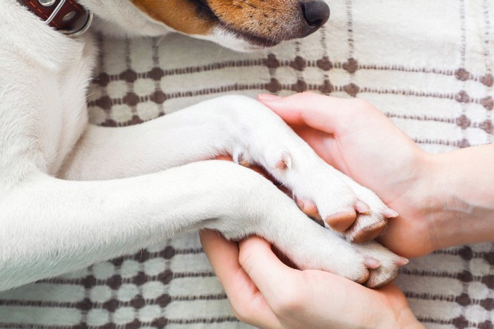 犬の手を包む人の手