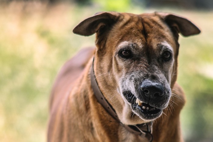 怒って耳が下がっている犬