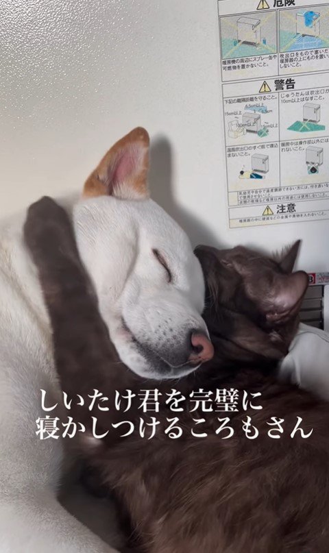 ころもちゃんの寝かしつけ4