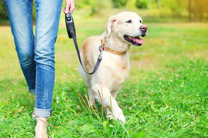 散歩で嬉しそうな犬