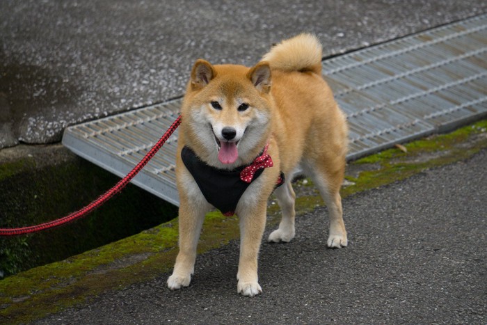 グレーチングと柴犬