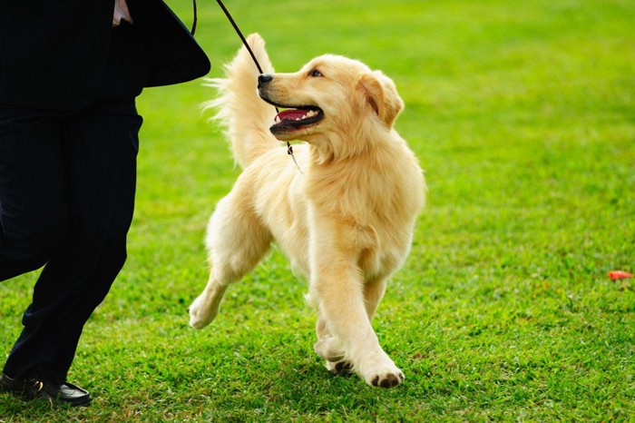 小走りの犬