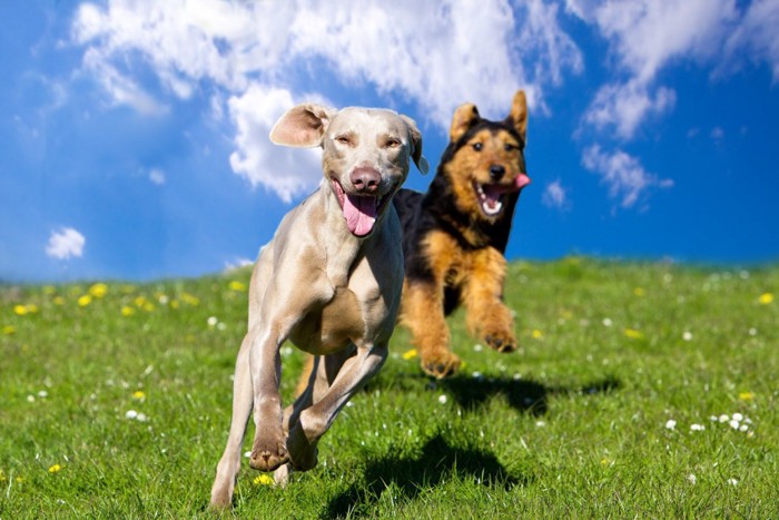 走る二匹の犬