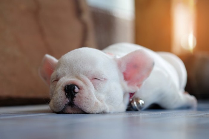 フレンチブルドッグの子犬