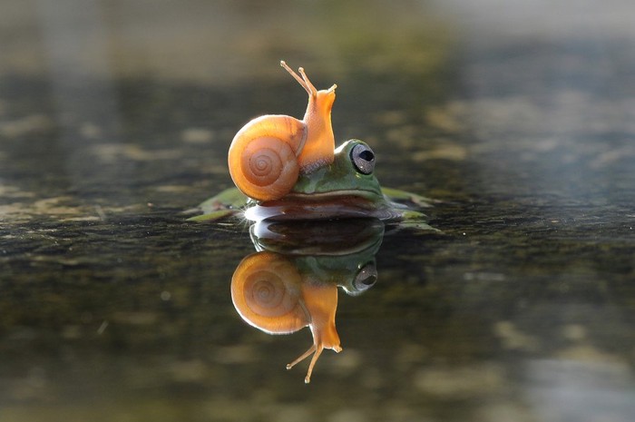 カエルの上に乗るカタツムリ