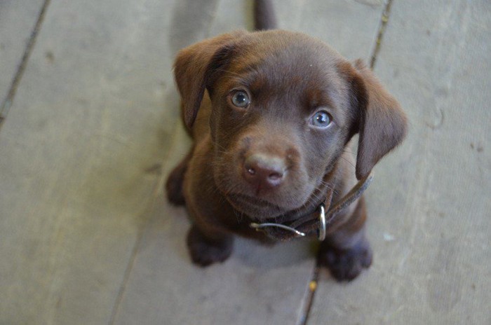 こちらを見上げる子犬