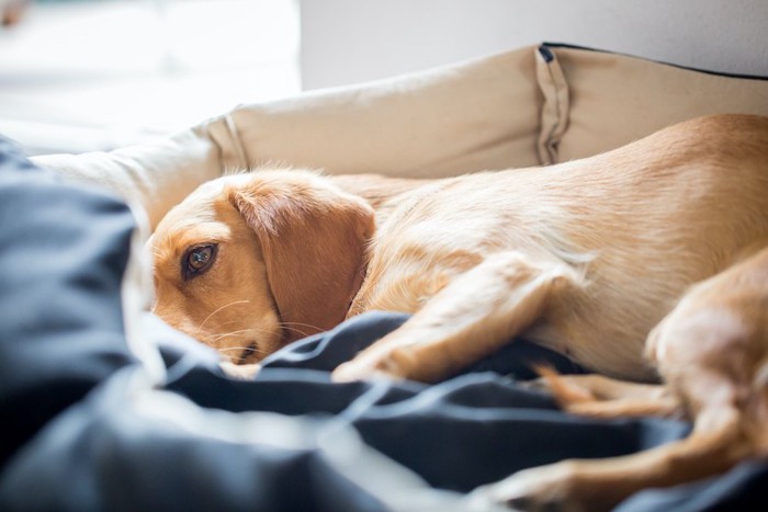 犬用ベッドに横になる具合の悪そうな犬