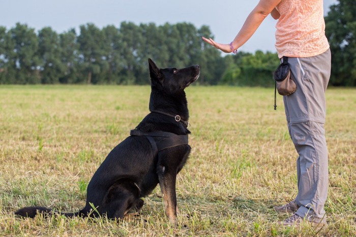 トレーニングする犬