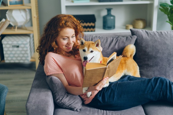 女性の上に乗る柴犬