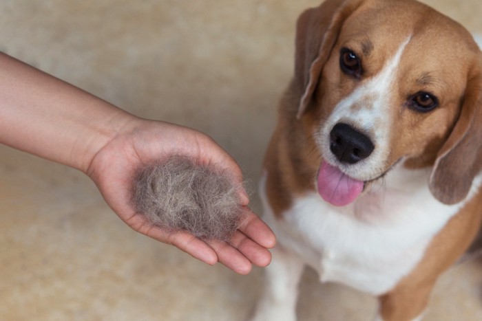 ビーグルの抜け毛を手のひらにのせる飼い主