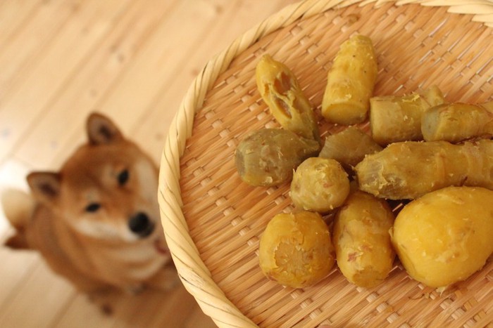 蒸かしたさつまいもを見上げる柴犬