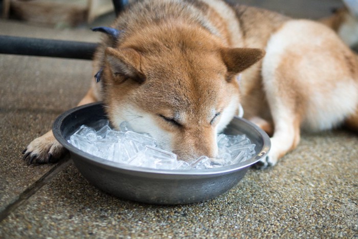 氷に顔を埋める犬