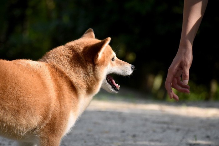 飼い主を追いかけている犬