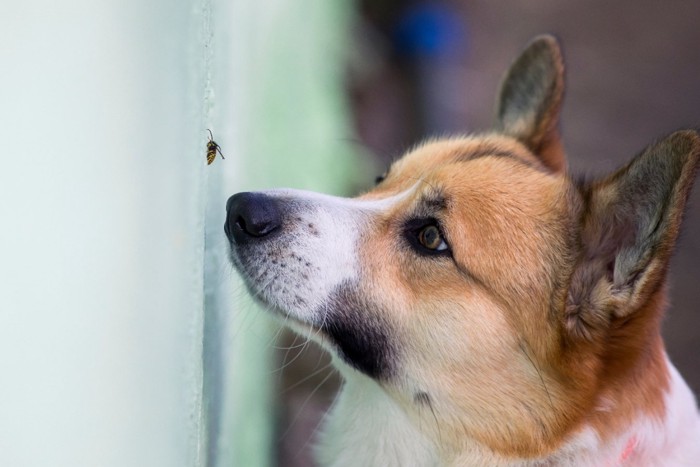 ハチを見つけた犬