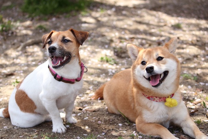 同じ方向を見つめるジャックラッセルと柴犬