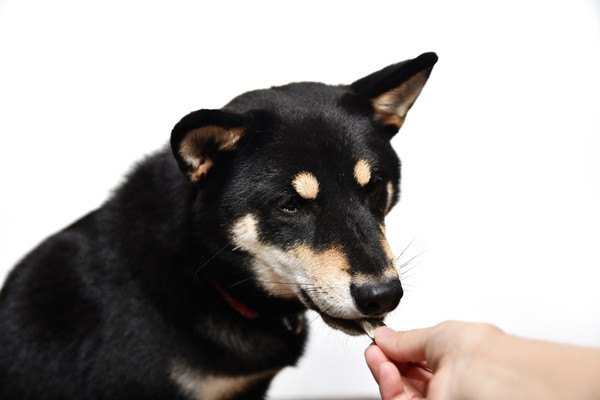 物を食べる柴犬