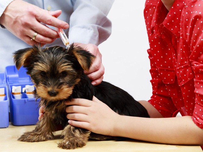 ワクチン接種を受ける子犬