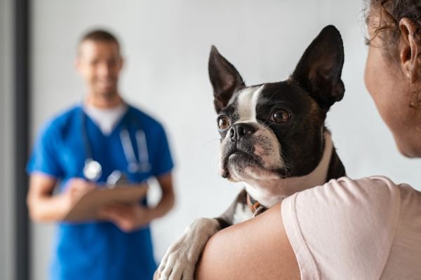 医者と飼い主とボストンテリア