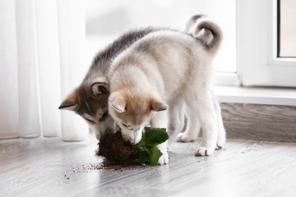 犬が拾い食いをする原因