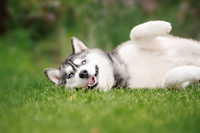 ヘソ天の犬