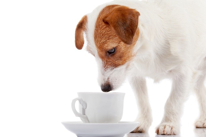 白いカップと犬